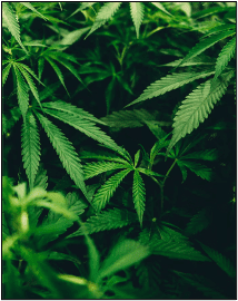 cannabis leaves