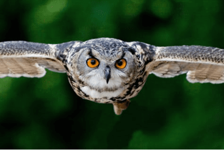 owl mid flight