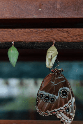 butterfly hatching